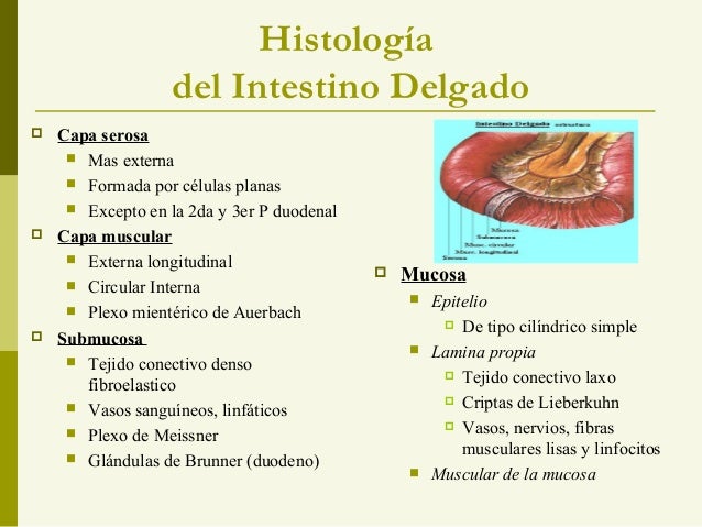 Intestino delgado y grueso