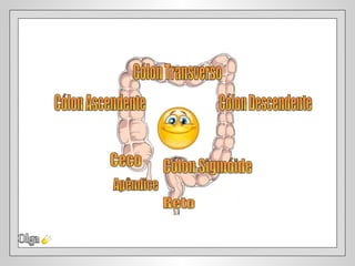 Olga Cólon Transverso Cólon Ascendente  Cólon Descendente Ceco  Cólon Sigmóide Reto Apêndice 