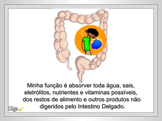 Olga Minha função é absorver toda água, sais,  eletrólitos, nutrientes e vitaminas possíveis,  dos restos de alimento e outros produtos não digeridos pelo Intestino Delgado. 
