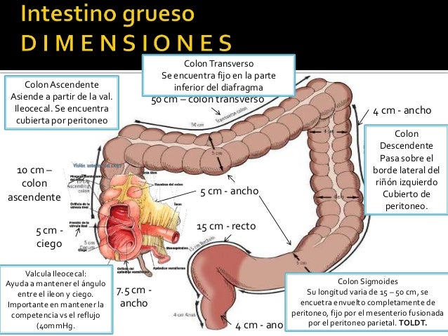 Intestino grueso