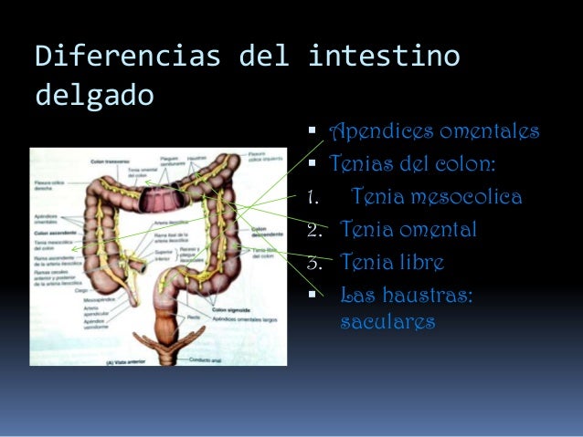 Intestino grueso
