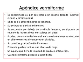 Apéndice vermiforme 
• Es denominado así por parecerse a un gusano delgado (vermis: 
gusano y forme: forma) 
• Mide de 8 a 10 centímetros de longitud. 
• Su anchura es de 6 a 8 milímetros. 
• Se encuentra por debajo de la válvula ileocecal, en el punto de 
reunión de las tres cintas musculares del ciego. 
• Provisto de una cavidad central, en la cual se encuentra meconio 
en el feto o restos alimentarios en el adulto. 
• Su pared es gruesa (5 o 6 milímetros). 
• Presenta igual estructura que el resto de ciego. 
• Se supone que tiene la finalidad de producir anticuerpos. 
• Cuando se inflama produce la apendicitis. 
10 
 