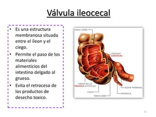 Válvula ileocecal 
• Es una estructura 
membranosa situada 
entre el íleon y el 
ciego. 
• Permite el paso de los 
materiales 
alimenticios del 
intestino delgado al 
grueso. 
• Evita el retroceso de 
los productos de 
desecho toxico. 
11 
 