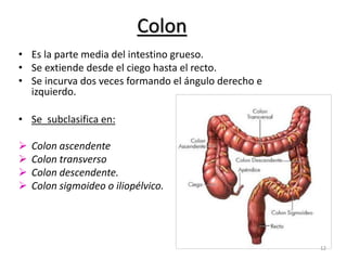 Colon 
• Es la parte media del intestino grueso. 
• Se extiende desde el ciego hasta el recto. 
• Se incurva dos veces formando el ángulo derecho e 
izquierdo. 
• Se subclasifica en: 
 Colon ascendente 
 Colon transverso 
 Colon descendente. 
 Colon sigmoideo o iliopélvico. 
12 
 
