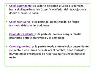 • Colon ascendente: es la parte del colon situado a la derecha 
hasta el pliegue hepático (superficie inferior del hígado)o zona 
donde el colon se dobla 
• Colon transverso: es la parte del colon situado en forma 
transversal debajo del abdomen. 
• Colon descendente: es la parte del colon a la izquierda del 
organismo entre el transverso y el sigmoideo. 
• Colon sigmoideo: es la parte situada entre el colon descendente 
y el recto. Tiene forma de S, de ahí el nombre, tiene músculos 
muy potentes encargados de hacer avanzar las heces hacia el 
recto. 
13 
 