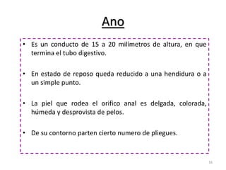 Ano 
• Es un conducto de 15 a 20 milímetros de altura, en que 
termina el tubo digestivo. 
• En estado de reposo queda reducido a una hendidura o a 
un simple punto. 
• La piel que rodea el orifico anal es delgada, colorada, 
húmeda y desprovista de pelos. 
• De su contorno parten cierto numero de pliegues. 
16 
 