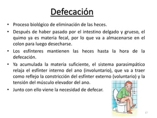 Defecación 
• Proceso biológico de eliminación de las heces. 
• Después de haber pasado por el intestino delgado y grueso, el 
quimo ya es materia fecal, por lo que va a almacenarse en el 
colon para luego desecharse. 
• Los esfínteres mantienen las heces hasta la hora de la 
defecación. 
• Ya acumulada la materia suficiente, el sistema parasimpático 
relaja el esfínter interno del ano (involuntario), que va a traer 
como reflejo la constricción del esfínter externo (voluntario) y la 
tensión del músculo elevador del ano. 
• Junto con ello viene la necesidad de defecar. 
17 
