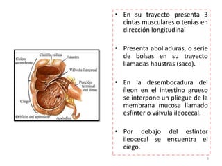 • En su trayecto presenta 3 
cintas musculares o tenias en 
dirección longitudinal 
• Presenta abolladuras, o serie 
de bolsas en su trayecto 
llamadas haustras (saco). 
• En la desembocadura del 
íleon en el intestino grueso 
se interpone un pliegue de la 
membrana mucosa llamado 
esfínter o válvula ileocecal. 
• Por debajo del esfínter 
ileocecal se encuentra el 
ciego. 
3 
 