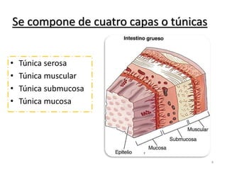 Se compone de cuatro capas o túnicas 
• Túnica serosa 
• Túnica muscular 
• Túnica submucosa 
• Túnica mucosa 
4 
 