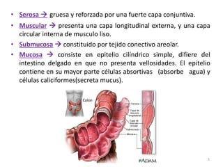 • Serosa  gruesa y reforzada por una fuerte capa conjuntiva. 
• Muscular  presenta una capa longitudinal externa, y una capa 
circular interna de musculo liso. 
• Submucosa  constituido por tejido conectivo areolar. 
• Mucosa  consiste en epitelio cilíndrico simple, difiere del 
intestino delgado en que no presenta vellosidades. El epitelio 
contiene en su mayor parte células absortivas (absorbe agua) y 
células caliciformes(secreta mucus). 
5 
 