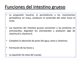Funciones del intestino grueso 
• La propulsión haustral, el peristaltismo y los movimientos 
peristálticos en masa, conducen el contenido del colon hacia el 
recto. 
• Las bacterias del intestino grueso convierten a las proteínas en 
aminoácidos, degradan los aminoácidos y producen algo de 
vitamina B y vitamina K. 
• Completa la absorción de parte del agua, iones y vitaminas. 
• Formación de las heces y 
• La expulsión de estas del cuerpo. 
6 
 