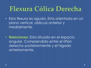 Flexura Cólica Derecha 
• Esta flexura es aguda. Esta orientada en un 
plano vertical, oblicua anterior y 
medialmente. 
• Relaciones: Esta situada en el espacio 
angular, Comprendido entre el riñón 
derecho posteriormente y el hígado 
anteriormente. 
 
