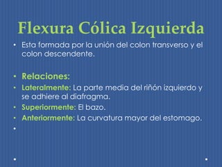 Flexura Cólica Izquierda 
• Esta formada por la unión del colon transverso y el 
colon descendente. 
• Relaciones: 
• Lateralmente: La parte media del riñón izquierdo y 
se adhiere al diafragma. 
• Superiormente: El bazo. 
• Anteriormente: La curvatura mayor del estomago. 
• 
 