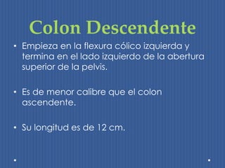 Colon Descendente 
• Empieza en la flexura cólico izquierda y 
termina en el lado izquierdo de la abertura 
superior de la pelvis. 
• Es de menor calibre que el colon 
ascendente. 
• Su longitud es de 12 cm. 
 