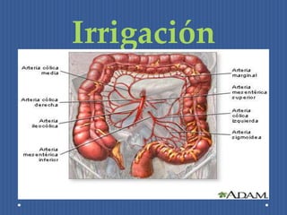 Irrigación 
 