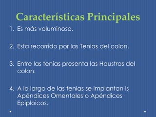 Características Principales 
1. Es más voluminoso. 
2. Esta recorrido por las Tenias del colon. 
3. Entre las tenias presenta las Haustras del 
colon. 
4. A lo largo de las tenias se implantan ls 
Apéndices Omentales o Apéndices 
Epiploicos. 
 