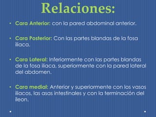 Relaciones: 
• Cara Anterior: con la pared abdominal anterior. 
• Cara Posterior: Con las partes blandas de la fosa 
iliaca. 
• Cara Lateral: Inferiormente con las partes blandas 
de la fosa iliaca, superiormente con la pared lateral 
del abdomen. 
• Cara medial: Anterior y superiormente con los vasos 
iliacos, las asas intestinales y con la terminación del 
íleon. 
 
