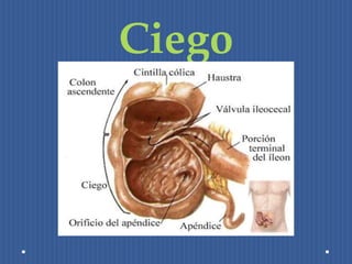Ciego 
 