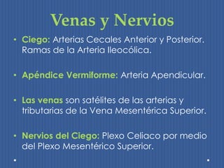 Venas y Nervios 
• Ciego: Arterias Cecales Anterior y Posterior. 
Ramas de la Arteria Ileocólica. 
• Apéndice Vermiforme: Arteria Apendicular. 
• Las venas son satélites de las arterias y 
tributarias de la Vena Mesentérica Superior. 
• Nervios del Ciego: Plexo Celiaco por medio 
del Plexo Mesentérico Superior. 
 