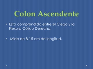 Colon Ascendente 
• Esta comprendido entre el Ciego y la 
Flexura Cólico Derecha. 
• Mide de 8-15 cm de longitud. 
 