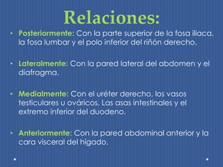 Relaciones: 
• Posteriormente: Con la parte superior de la fosa iliaca, 
la fosa lumbar y el polo inferior del riñón derecho. 
• Lateralmente: Con la pared lateral del abdomen y el 
diafragma. 
• Medialmente: Con el uréter derecho, los vasos 
testiculares u ováricos, Las asas intestinales y el 
extremo inferior del duodeno. 
• Anteriormente: Con la pared abdominal anterior y la 
cara visceral del hígado. 
 