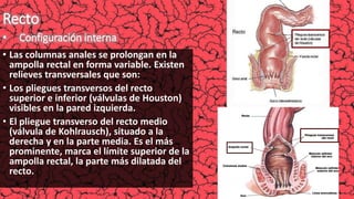 Anatom a Del Intestino Grueso PPTX anatom-a-del-intestino-grueso-pptx