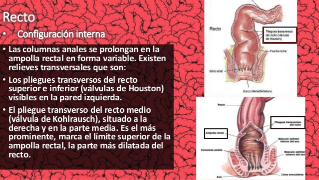 Anatomía del Intestino Grueso