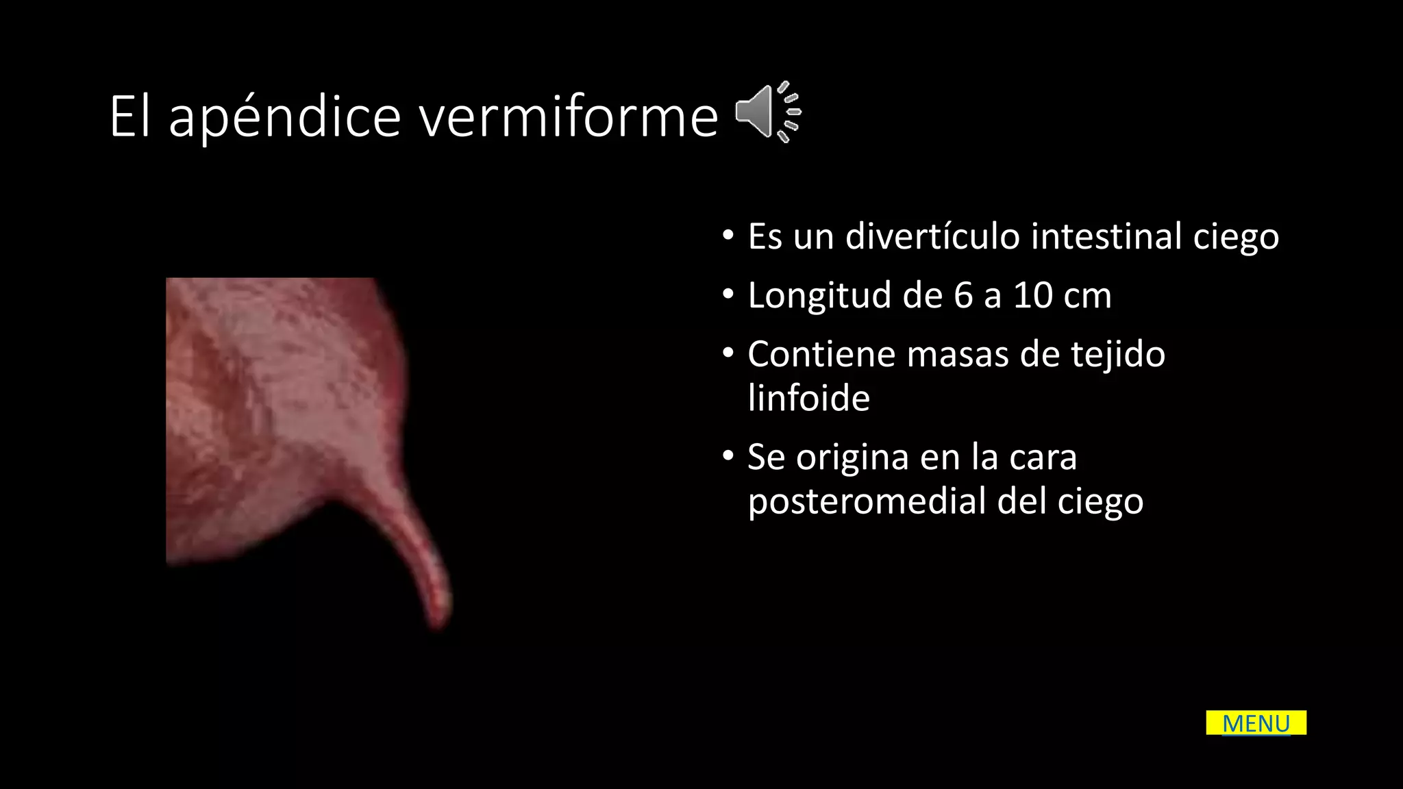 Intestino Grueso PPSX Digestive Disorders Diseases And Conditions intestino-grueso-ppsx-digestive-disorders-diseases-and-conditions