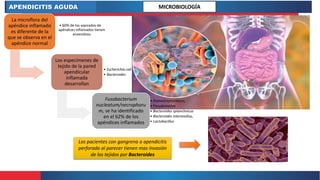 APENDICITIS AGUDA
Los pacientes con gangrena o apendicitis
perforada al parecer tienen mas invasión
de los tejidos por Bacteroides
La microflora del
apéndice inflamado
es diferente de la
que se observa en el
apéndice normal
• 60% de los aspirados de
apéndices inflamados tienen
anaerobios
Los especímenes de
tejido de la pared
apendicular
inflamada
desarrollan
• Escherichia coli
• Bacteroides
Fusobacterium
nucleatum/necrophoru
m, se ha identificado
en el 62% de los
apéndices inflamados
• Peptostreptococcus,
• Pseudomonas
• Bacteroides splanchnicus
• Bacteroides intermedius,
• Lactobacillus
MICROBIOLOGÍA
 