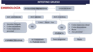 INTESTINO PRIMITIVO
6ta
INT. ANTERIOR
Colon – Recto – Ano
• Intestino Delgado
• Colon ascendente
• Colon transverso
proximal
• Colon transverso distal
• Colon descendente
• Recto
• Ano proximal
6ta
CLOACA
Seno urogenital Recto
CONDUCTO ANAL ECTODERMO
A. Pudenda interna
INT. MEDIO
ENDODERMO
INT. CAUDAL
EMBRIOLOGÌA
INTESTINO GRUESO
 