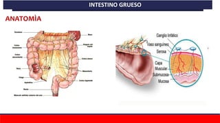 ANATOMÌA
INTESTINO GRUESO
 