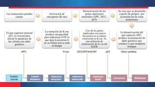 Las mutaciones pueden
causar:
Activación de
oncogenes (K-ras)
Desactivación de los
genes supresores
tumorales (APC, DCC,
p53)
Se cree que se desarrolla
a partir de pólipos por
acumulación de estas
mutaciones
La desactivación del
gen supresor APC,
produce acumulación de
daño genético que
conduce a una neoplasia
maligna
Uno de los genes
implicados con mayor
frecuencia en el cáncer
colorrectal es K-ras. Es
una molécula de
señalización de la vía del
EGFR
La mutación de K-ras
produce incapacidad
para hidrolizar GTP, lo
que deja la proteína G
en su forma activa todo
el tiempo
El gen supresor tumoral
p53, es crucial para
iniciar la apoptosis de
las células con daño
genético
 
