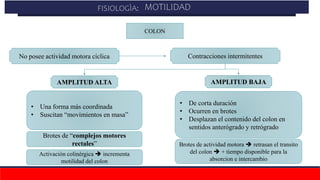 MOTILIDAD
No posee actividad motora cíclica
AMPLITUD ALTA
Contracciones intermitentes
AMPLITUD BAJA
• De corta duración
• Ocurren en brotes
• Desplazan el contenido del colon en
sentidos anterógrado y retrógrado
• Una forma más coordinada
• Suscitan “movimientos en masa”
Activación colinérgica  incrementa
motilidad del colon
Brotes de “complejos motores
rectales” Brotes de actividad motora  retrasan el transito
del colon  + tiempo disponible para la
absorcion e intercambio
COLON
FISIOLOGÌA: MOTILIDAD
 