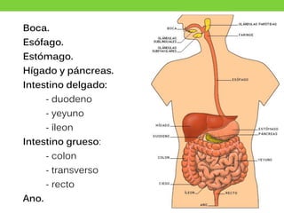 Boca.
Esófago.
Estómago.
Hígado y páncreas.
Intestino delgado:
- duodeno
- yeyuno
- íleon
Intestino grueso:
- colon
- transverso
- recto
Ano.
 