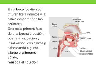 En la boca los dientes
trituran los alimentos y la
saliva descompone los
azúcares.
Esta es la primera fase
de una buena digestión:
buena masticación y
insalivación, con calma y
saboreando a gusto.
«Bebe el alimento
sólido,
mastica el líquido.»
 