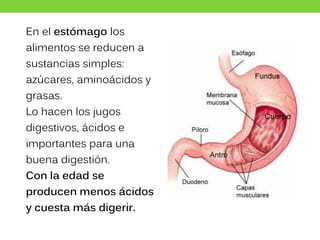 En el estómago los
alimentos se reducen a
sustancias simples:
azúcares, aminoácidos y
grasas.
Lo hacen los jugos
digestivos, ácidos e
importantes para una
buena digestión.
Con la edad se
producen menos ácidos
y cuesta más digerir.
 
