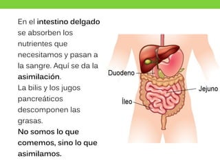 En el intestino delgado
se absorben los
nutrientes que
necesitamos y pasan a
la sangre. Aquí se da la
asimilación.
La bilis y los jugos
pancreáticos
descomponen las
grasas.
No somos lo que
comemos, sino lo que
asimilamos.
 