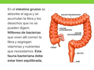 En el intestino grueso se
absorbe el agua y se
acumulan la fibra y los
desechos que no se
pueden digerir.
Millones de bacterias
que viven allí comen la
fibra y segregan
vitaminas y nutrientes
que necesitamos. Esta
fauna bacteriana debe
estar bien equilibrada.
 