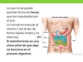 Lo que no se puede
asimilar forma las heces,
que son expulsadas por
el ano.
Lo normal es evacuar al
menos 1 vez al día, de
forma rápida, limpia y no
dolorosa.
El estreñimiento es una
clara señal de que algo
no funciona en el
proceso digestivo.
 
