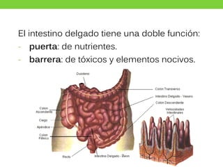 El intestino delgado tiene una doble función:
- puerta: de nutrientes.
- barrera: de tóxicos y elementos nocivos.
 