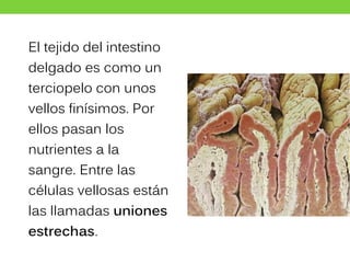 El tejido del intestino
delgado es como un
terciopelo con unos
vellos finísimos. Por
ellos pasan los
nutrientes a la
sangre. Entre las
células vellosas están
las llamadas uniones
estrechas.
 