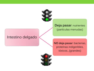Intestino delgado
Deja pasar: nutrientes
(partículas menudas)
NO deja pasar: bacterias,
proteínas indigeribles,
tóxicos…(grandes)
 