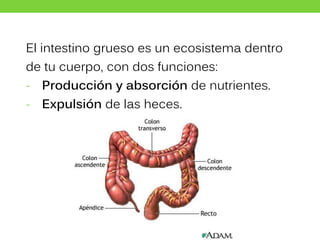 El intestino grueso es un ecosistema dentro
de tu cuerpo, con dos funciones:
- Producción y absorción de nutrientes.
- Expulsión de las heces.
 