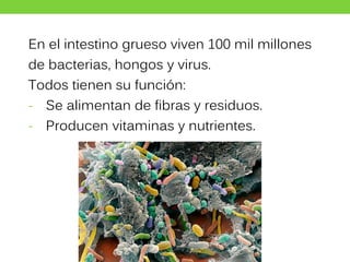 En el intestino grueso viven 100 mil millones
de bacterias, hongos y virus.
Todos tienen su función:
- Se alimentan de fibras y residuos.
- Producen vitaminas y nutrientes.
 