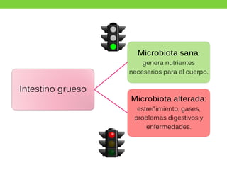 Intestino grueso
Microbiota sana:
genera nutrientes
necesarios para el cuerpo.
Microbiota alterada:
estreñimiento, gases,
problemas digestivos y
enfermedades.
 