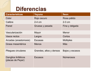 Diferencias
Características Yeyuno Íleon
Color Rojo oscuro Rosa pálido
Calibre 2-4 cm 2-3 cm
Pared Gruesa y pesada Fina y delgada
Vascularización Mayor Menor
Vasos rectos Largos Cortos
Arcadas (anastomosis) Escasas Múltiples
Grasa mesentérica Menos Más
Pliegues circulares Grandes, altos y densos Bajos y escasos
Ganglios linfáticos
(placas de Peyer)
Escasos Númerosos
 