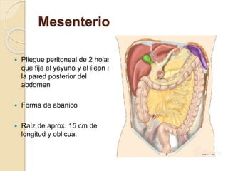 Mesenterio
 Pliegue peritoneal de 2 hojas
que fija el yeyuno y el íleon a
la pared posterior del
abdomen
 Forma de abanico
 Raíz de aprox. 15 cm de
longitud y oblicua.
 