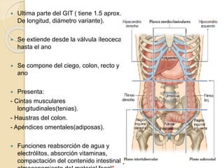 Ultima parte del GIT ( tiene 1.5 aprox.
De longitud, diámetro variante).
 Se extiende desde la válvula íleocecal
hasta el ano
 Se compone del ciego, colon, recto y
ano
 Presenta:
- Cintas musculares
longitudinales(tenias).
- Haustras del colon.
- Apéndices omentales(adiposas).
 Funciones reabsorción de agua y
electrólitos, absorción vitaminas,
compactación del contenido intestinal y
 