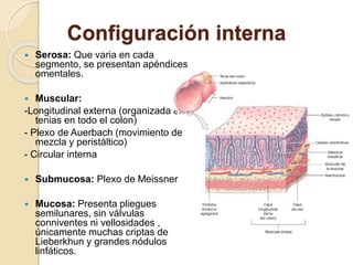 Configuración interna
 Serosa: Que varia en cada
segmento, se presentan apéndices
omentales.
 Muscular:
-Longitudinal externa (organizada en
tenias en todo el colon)
- Plexo de Auerbach (movimiento de
mezcla y peristáltico)
- Circular interna
 Submucosa: Plexo de Meissner
 Mucosa: Presenta pliegues
semilunares, sin válvulas
conniventes ni vellosidades ,
únicamente muchas criptas de
Lieberkhun y grandes nódulos
linfáticos.
 