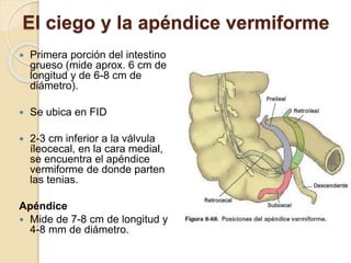 El ciego y la apéndice vermiforme
 Primera porción del intestino
grueso (mide aprox. 6 cm de
longitud y de 6-8 cm de
diámetro).
 Se ubica en FID
 2-3 cm inferior a la válvula
íleocecal, en la cara medial,
se encuentra el apéndice
vermiforme de donde parten
las tenias.
Apéndice
 Mide de 7-8 cm de longitud y
4-8 mm de diámetro.
 